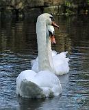 Mute Swan 9P51D-049